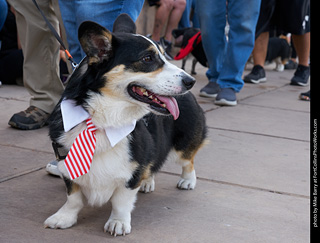 Tour de Corgi - Parade