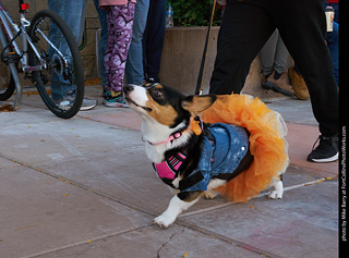 Tour de Corgi 2023