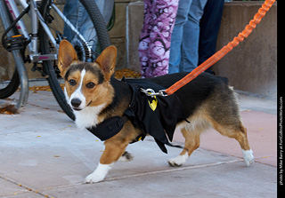 Tour de Corgi 2023