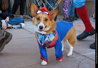 Tour de Corgi 2023