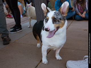 Tour de Corgi 2023