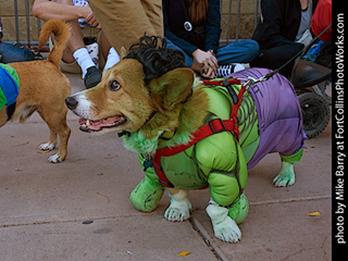 Tour de Corgi 2023 - p8