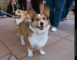 Tour de Corgi 2023