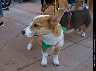 Tour de Corgi 2023