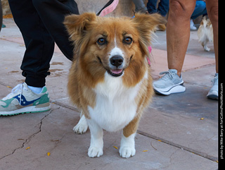 Tour de Corgi 2023