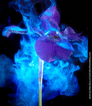 Submerged Flowers and Acrylic Paint