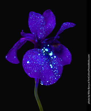 Submerged Flowers and Acrylic Paint