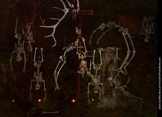 Creepy Walk in the Woods - 2024