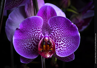 Dream Acres Orchid Nursery