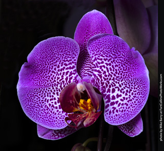 Dream Acres Orchid Nursery