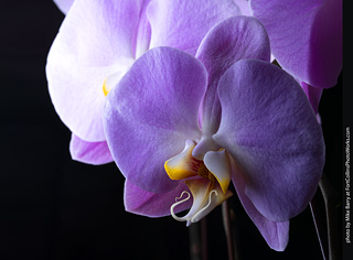 Dream Acres Orchid Nursery