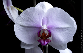 Dream Acres Orchid Nursery