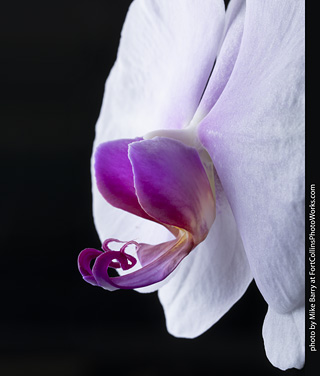 Dream Acres Orchid Nursery