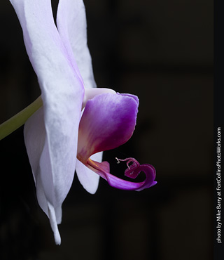 Dream Acres Orchid Nursery