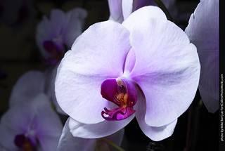 Dream Acres Orchid Nursery