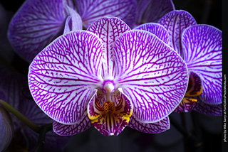 Dream Acres Orchid Nursery