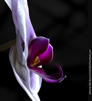 Dream Acres Orchid Nursery