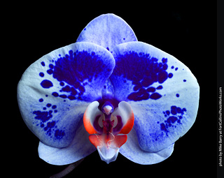 Dream Acres Orchid Nursery