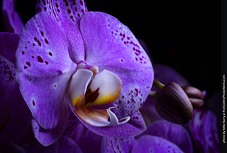 Dream Acres Orchid Nursery