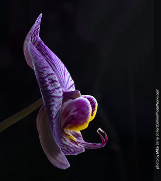 Dream Acres Orchid Nursery