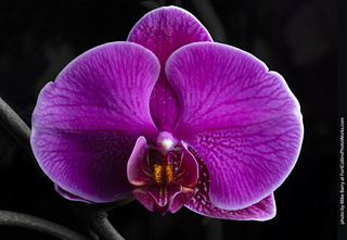 Dream Acres Orchid Nursery