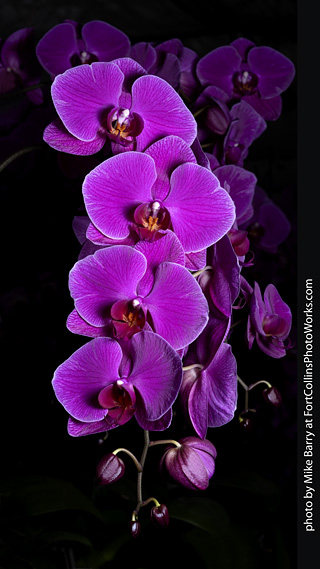 Dream Acres Orchid Nursery