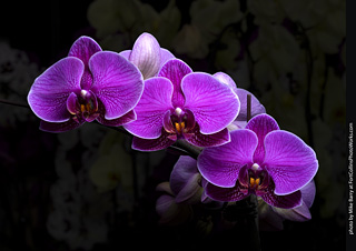 Dream Acres Orchid Nursery