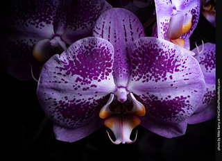 Dream Acres Orchid Nursery