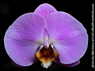 Dream Acres Orchids
