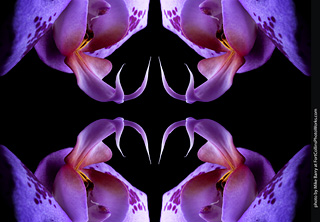 Dream Acres Orchid Nursery