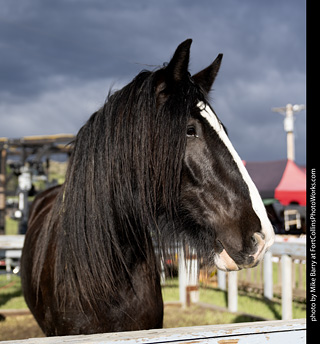 Knights of Mayhem at CMF 2025