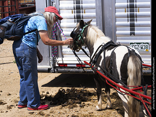 Draft Horse Show at LCF 2025