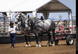Draft Horse Show at LCF 2025