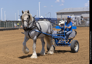 Draft Horse Show at LCF 2025