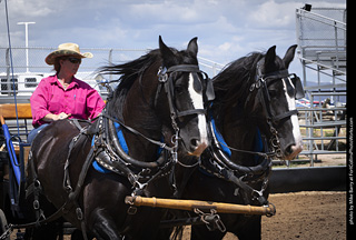 Draft Horse Show at LCF 2025