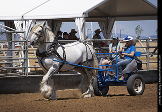 Draft Horse Show at LCF 2025