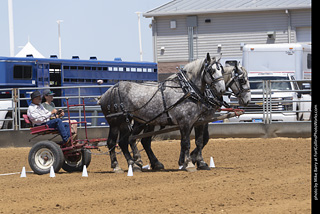 Draft Horse Show at LCF 2025