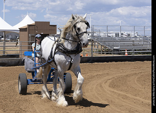 Draft Horse Show at LCF 2025