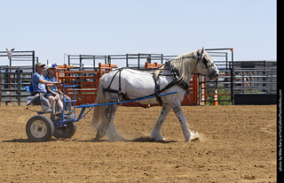 Draft Horse Show at LCF 2025