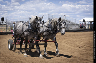 Draft Horse Show at LCF 2025