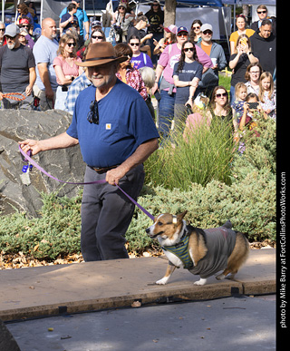 Tour de Corgi 2025 - Costume Contest