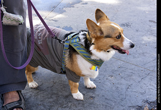 Tour de Corgi 2025 - Costume Contest