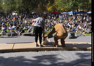 Tour de Corgi 2025 - Costume Contest