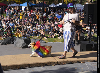 Tour de Corgi 2025 - Costume Contest