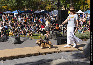 Tour de Corgi 2025 - Costume Contest