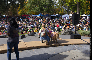 Tour de Corgi 2025 - Costume Contest