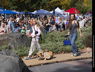 Tour de Corgi 2025 - Costume Contest