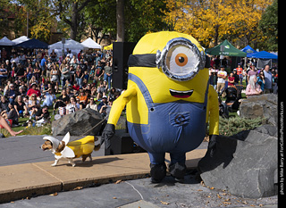 Tour de Corgi 2025 - Costume Contest
