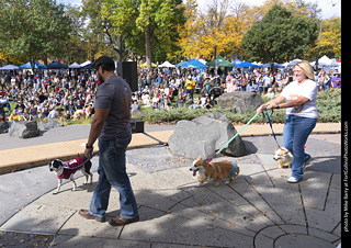 Tour de Corgi 2025 - Costume Contest