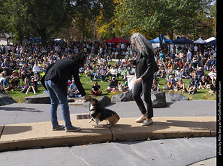 Tour de Corgi 2025 - Costume Contest